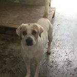 Charlie, foto 2