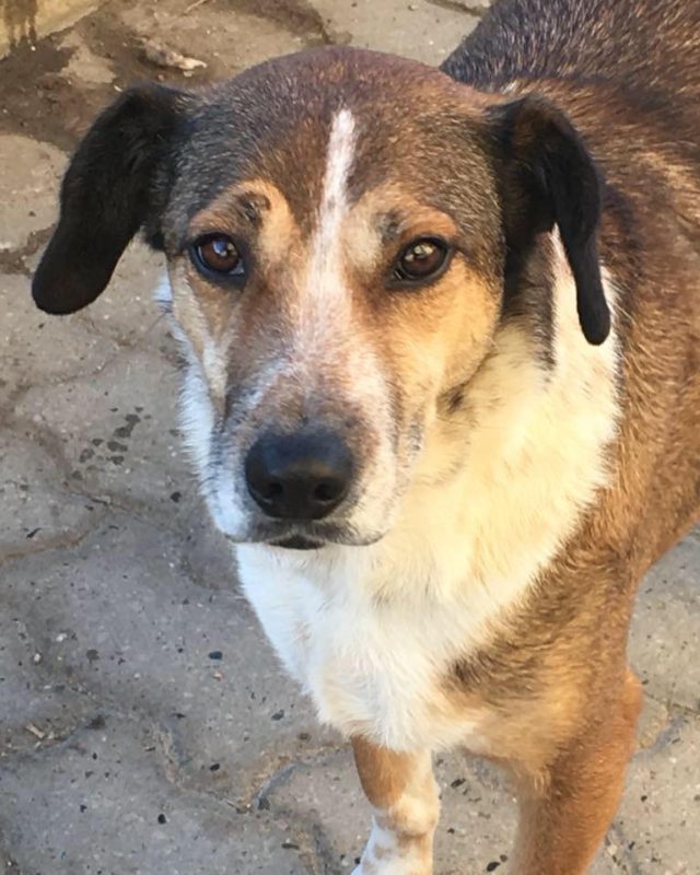 Nellina, cane del Rifugio Cascine Rossi