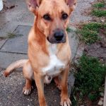 Rex, foto 2