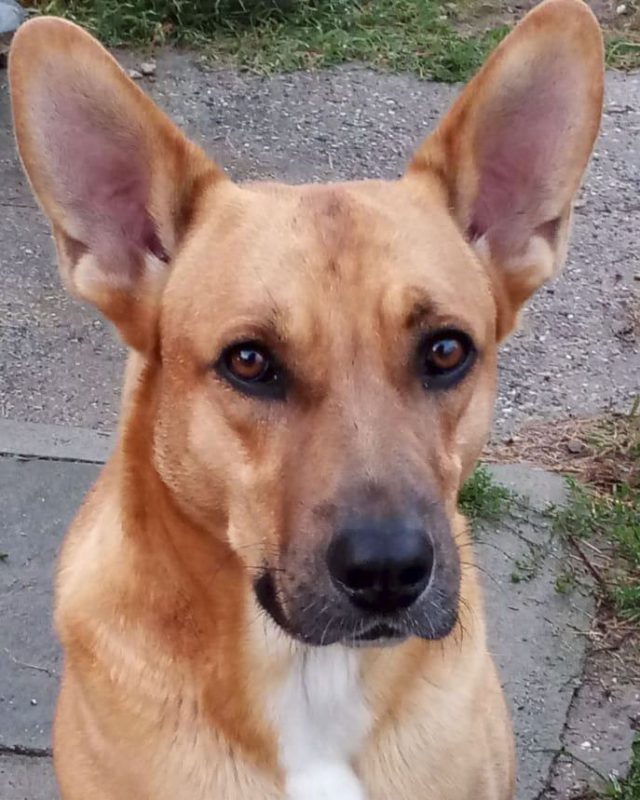 Rex, cane del Rifugio Cascine Rossi