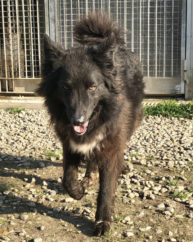 Nera, cane del Canile Baulandia