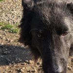 Nera, foto 3