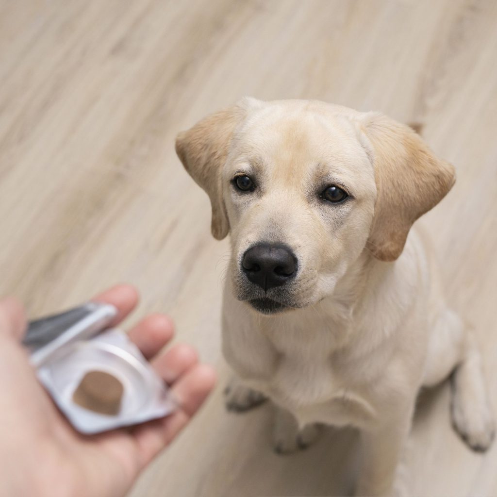 Regalo solidale: antiparassitari per i cani del rifugio