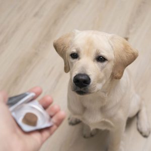 Regalo solidale: antiparassitari per i cani del rifugio