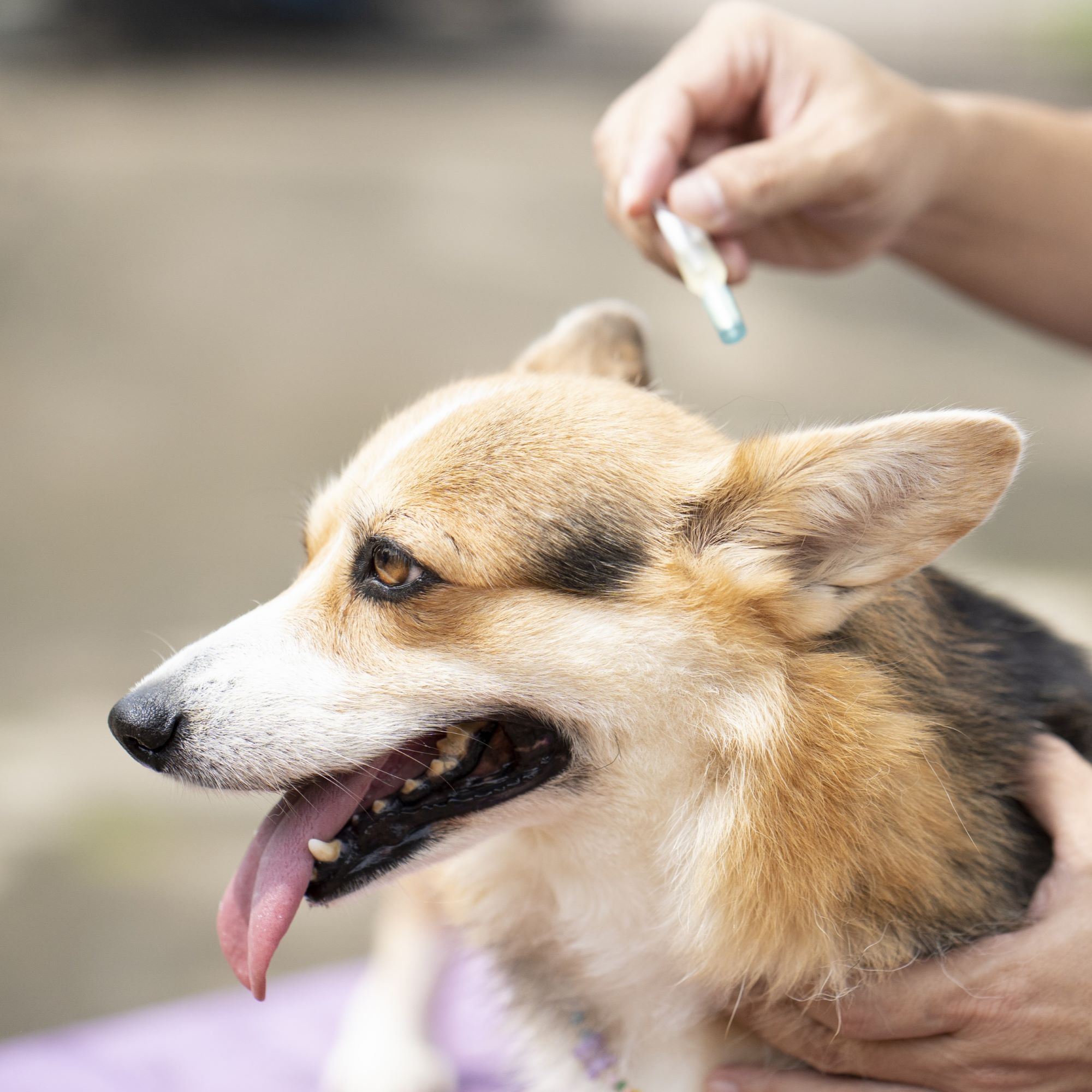 Regalo solidale: antiparassitari per i cani del rifugio, foto 3