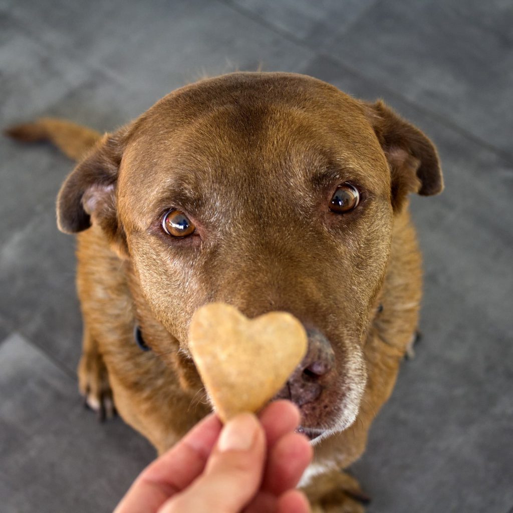 Regalo solidale: biscotti per i cani del rifugio