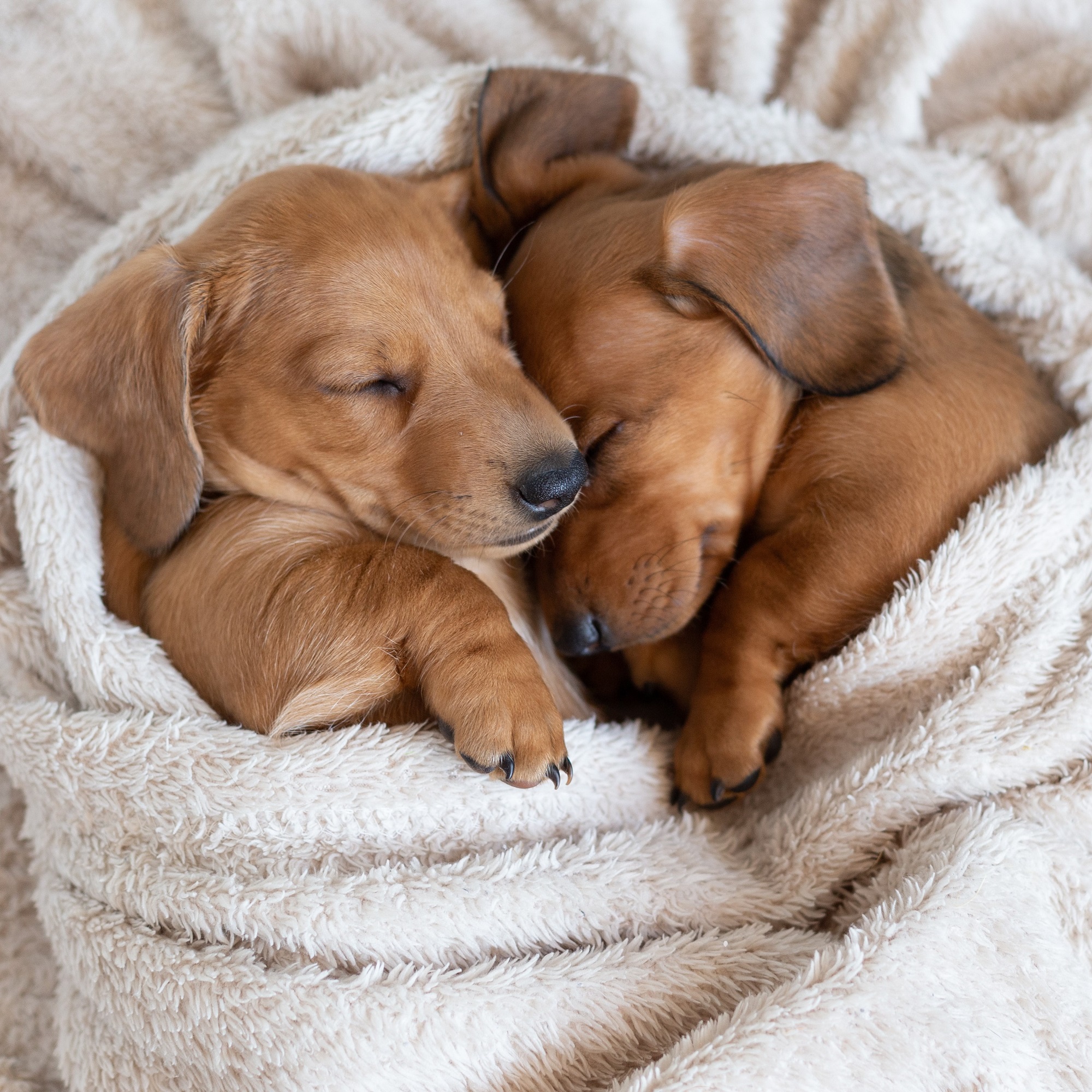 Regalo solidale: coperte per l’inverno dei cani del rifugio, foto 3