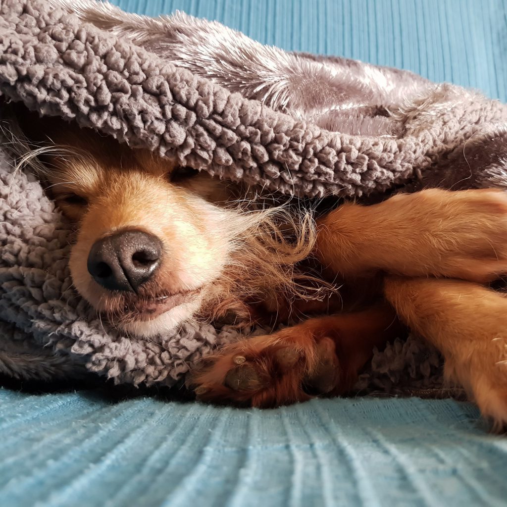 Regalo solidale: coperte per l’inverno dei cani del rifugio