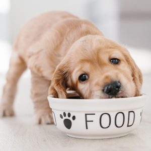 Regalo solidale: cibo per i cani del rifugio