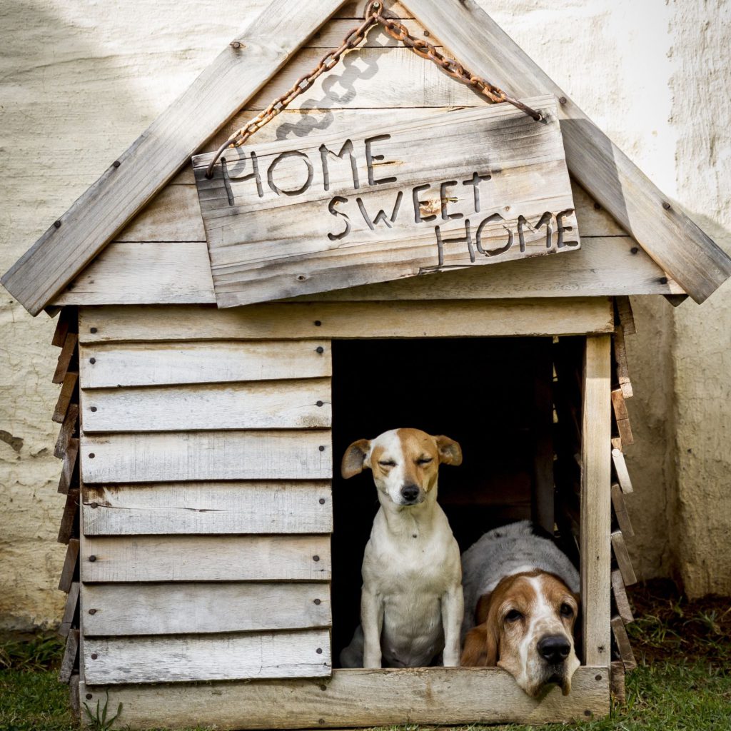 Regalo solidale: una cuccia per un cane del rifugio