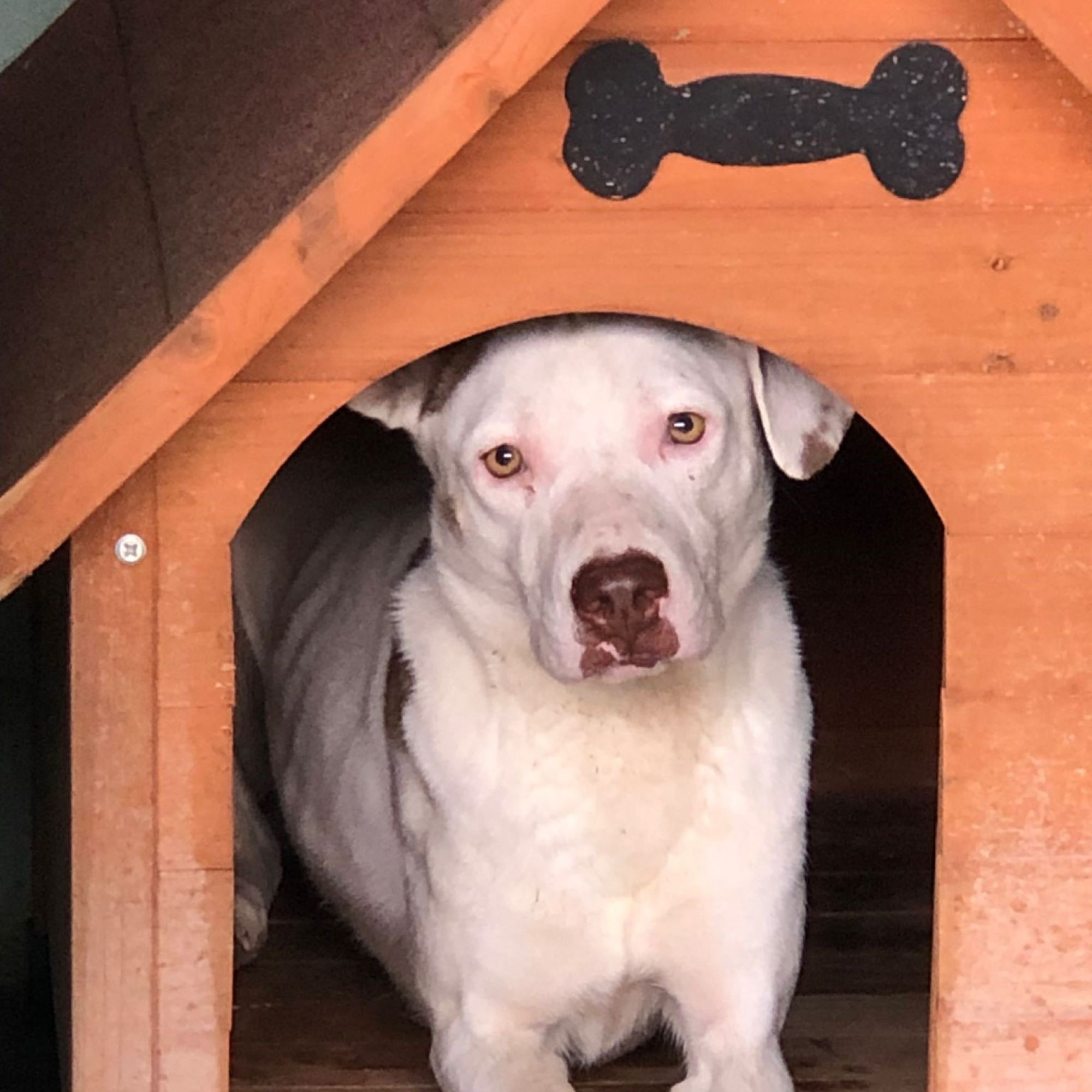 Regalo solidale: una cuccia per un cane del rifugio, foto 2