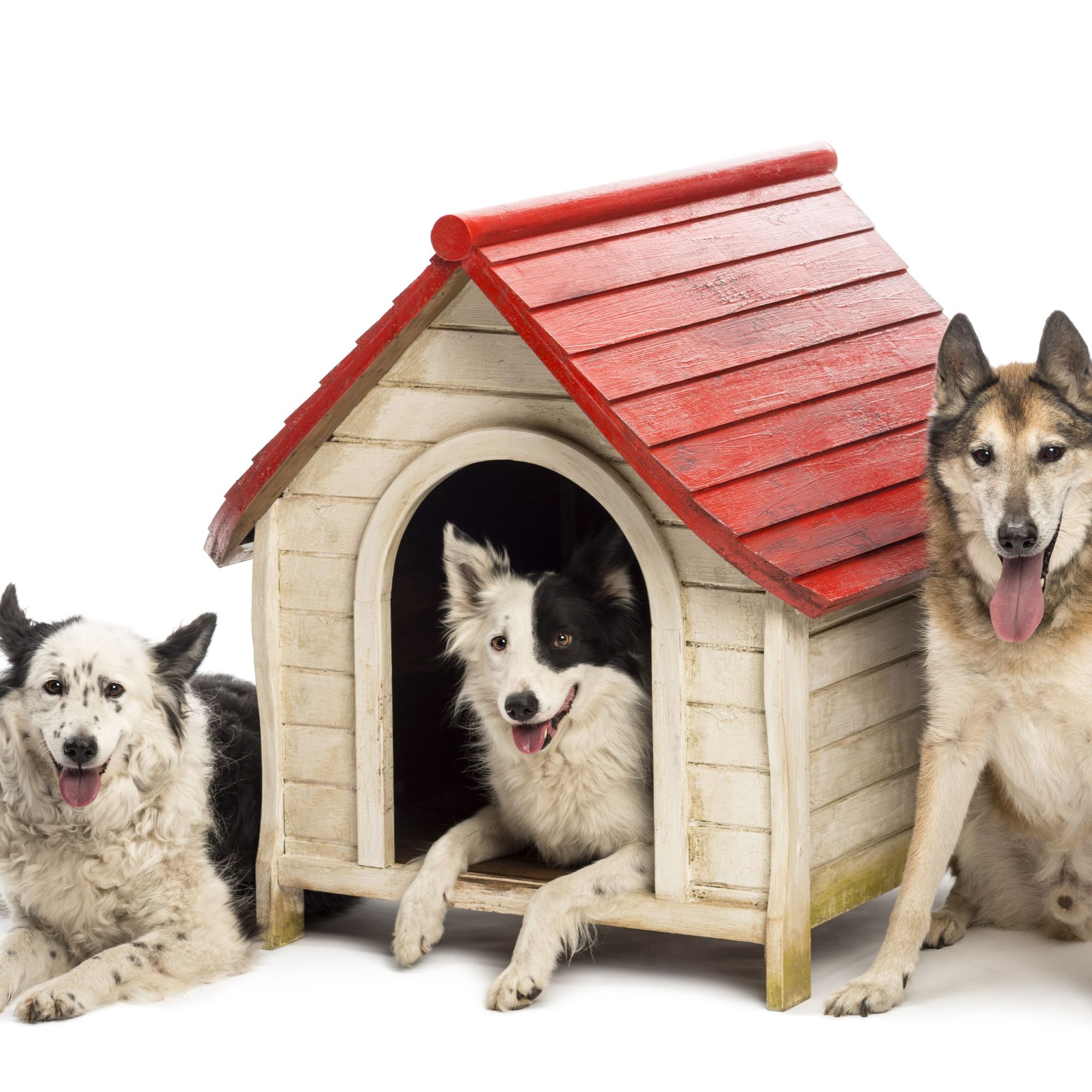 Regalo solidale: una cuccia per un cane del rifugio, foto 3