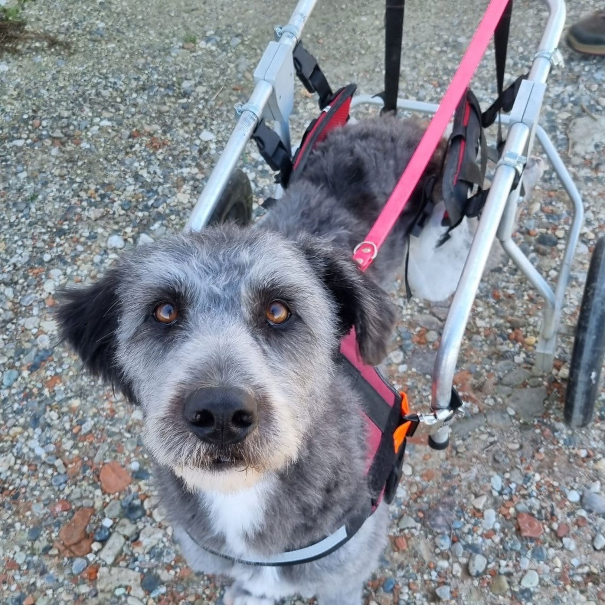 Regalo solidale: cure per i cani più fragili del rifugio, foto 4
