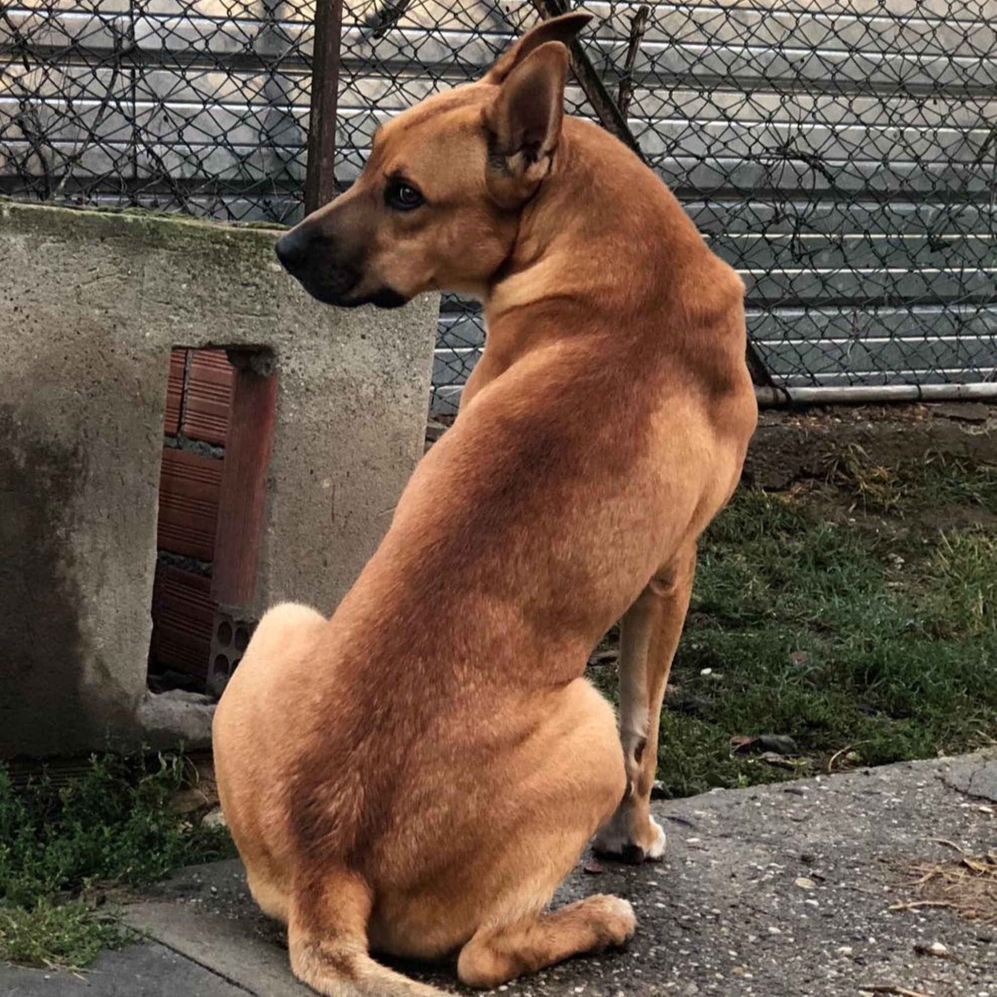 Adozione a distanza di Rex, foto 4
