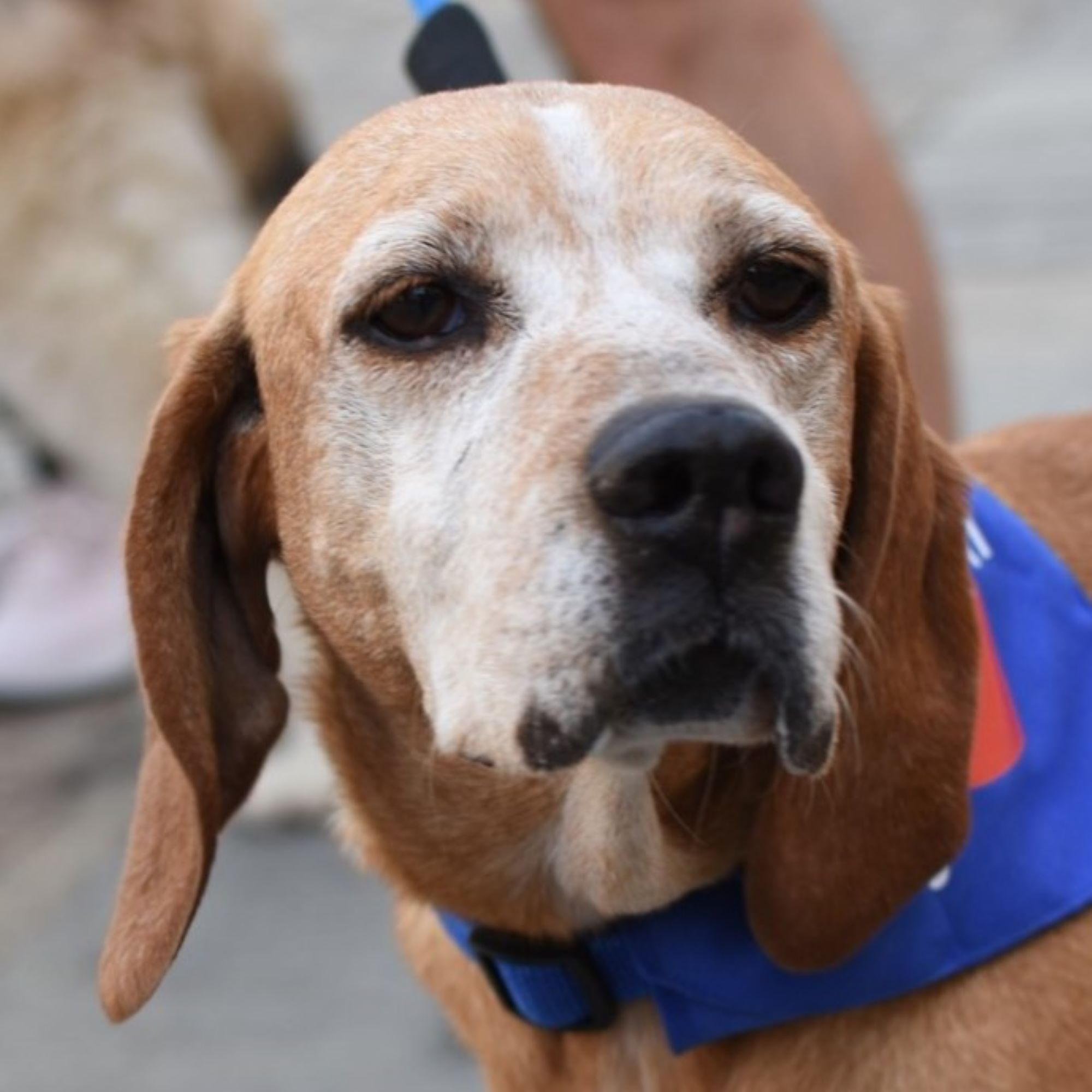 Regalo solidale: cure per i cani più fragili del rifugio