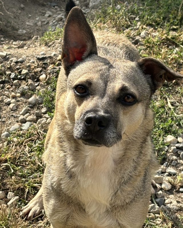Belva, cane del Canile Baulandia