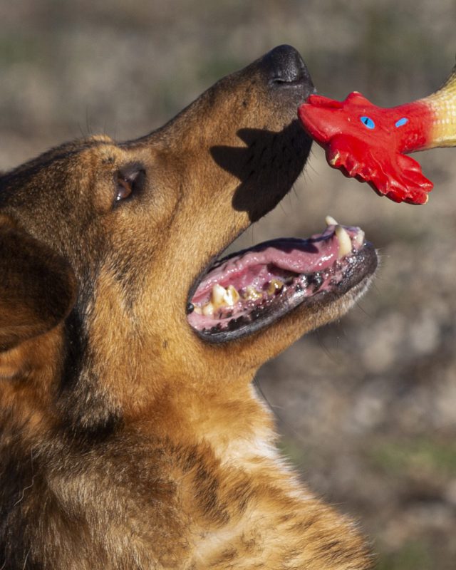 Otello, cane del Canile Baulandia