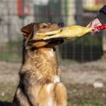 Otello, foto 4