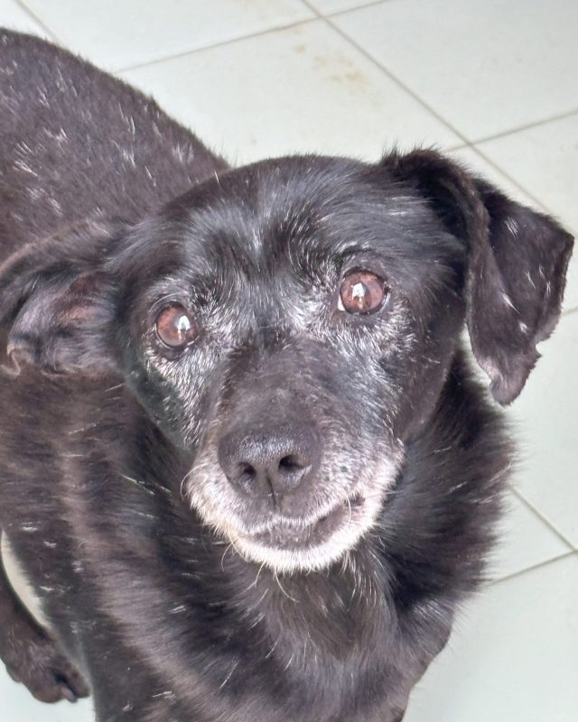 Cuk, cane del Canile Baulandia