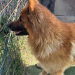 Rocky, foto 2