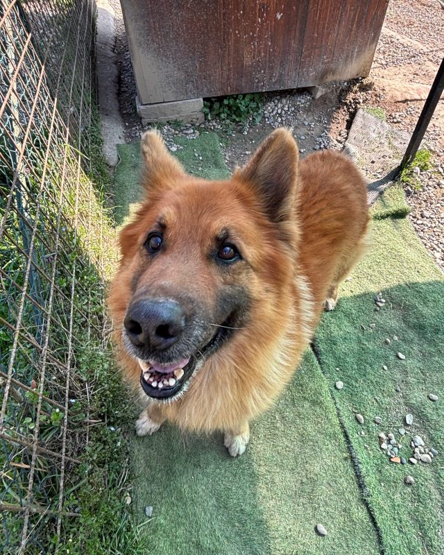 Rocky, cane del Canile Baulandia