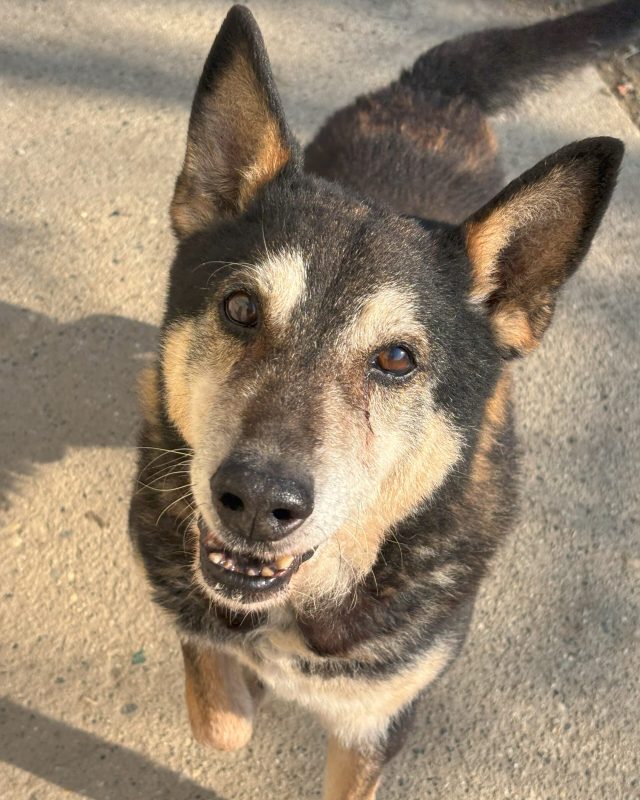 Scooby, cane del Canile Baulandia