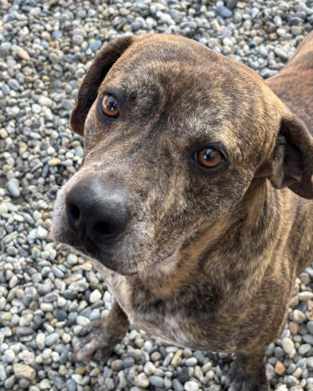 Lo Zio Rocky, cane del Canile Baulandia