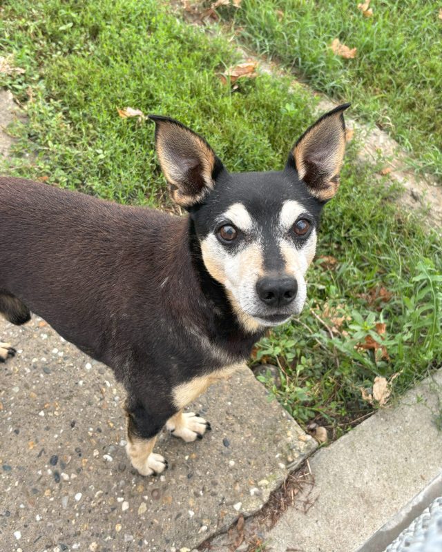 Dodo, cane del Rifugio Cascine Rossi