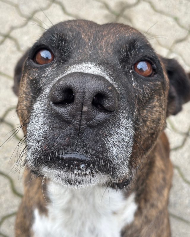 Doc, cane del Rifugio Cascine Rossi