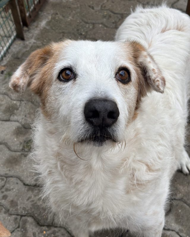 Zagor, cane del Rifugio Cascine Rossi