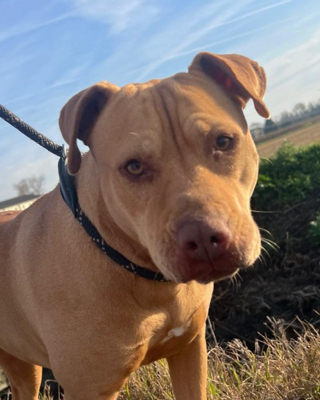 Siria, cane del Rifugio Cascine Rossi
