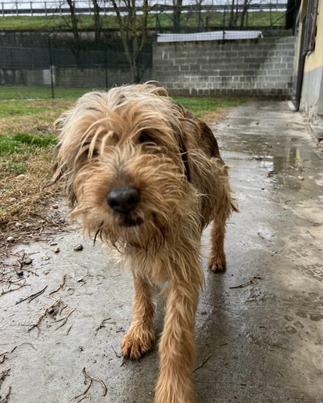 Franco, cane del Canile Baulandia