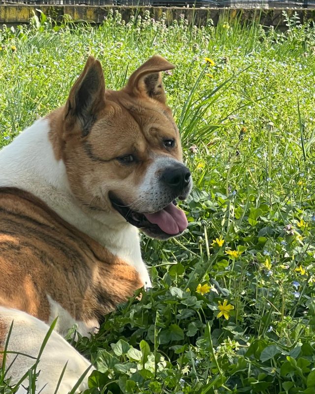 Aki, cane del Rifugio Cascine Rossi
