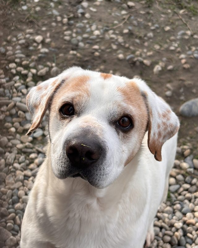 Charlie, cane del Rifugio Cascine Rossi