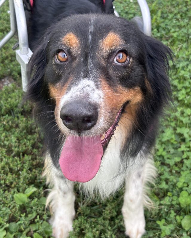 Berto, cane del Rifugio Cascine Rossi