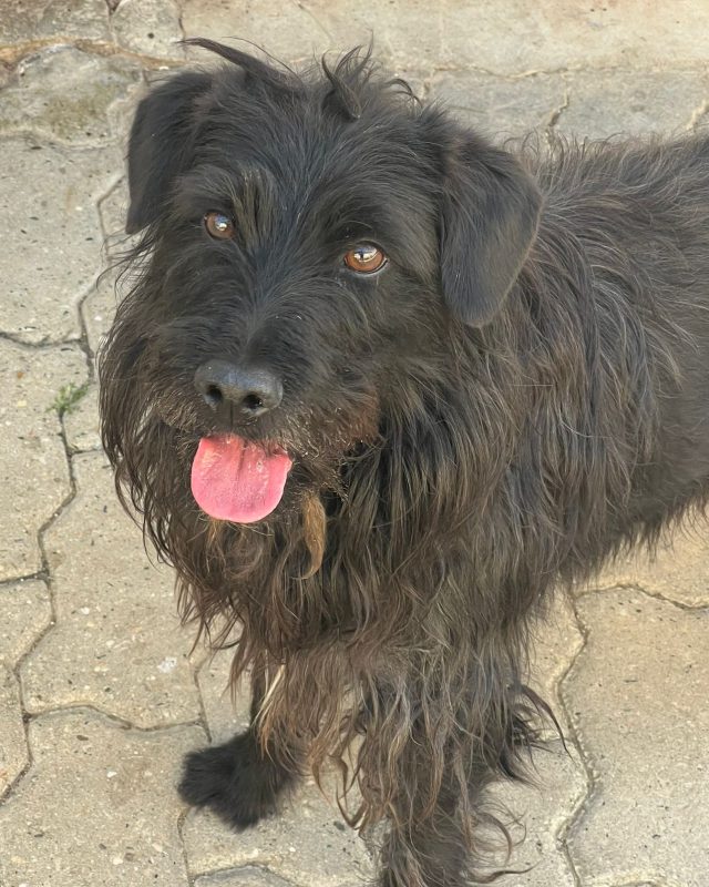 Nerone, cane del Rifugio Cascine Rossi